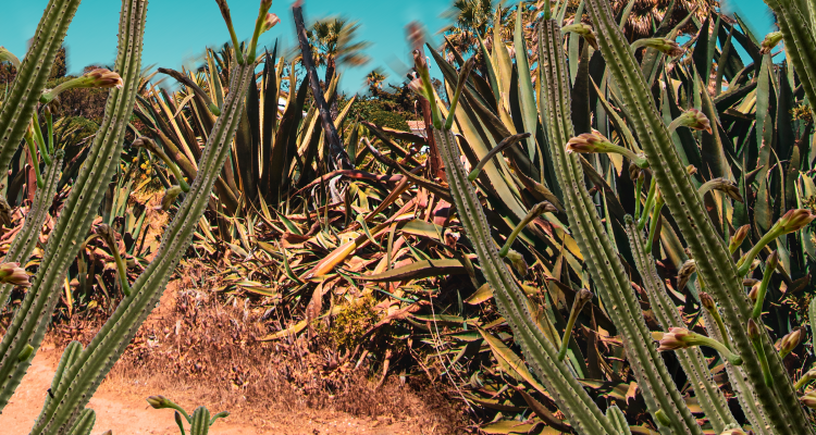 Imagem de vegetação típica da caatinga
