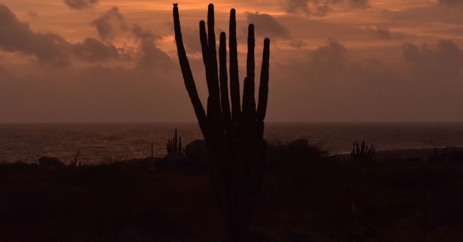 Foto de um cacto centralizado em frente a uma paisagem de pôr-do-sol